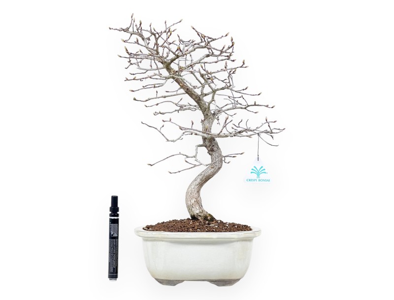 Bonsaï de charme de 43 cm | Pot à nuage crème