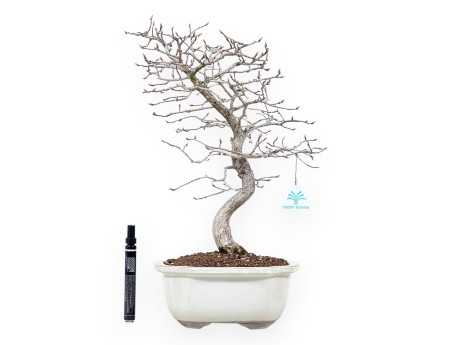 Bonsaï de charme de 43 cm | Pot à nuage crème