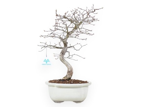 Haagbeuk bonsai van 43 cm | Wolk crème pot