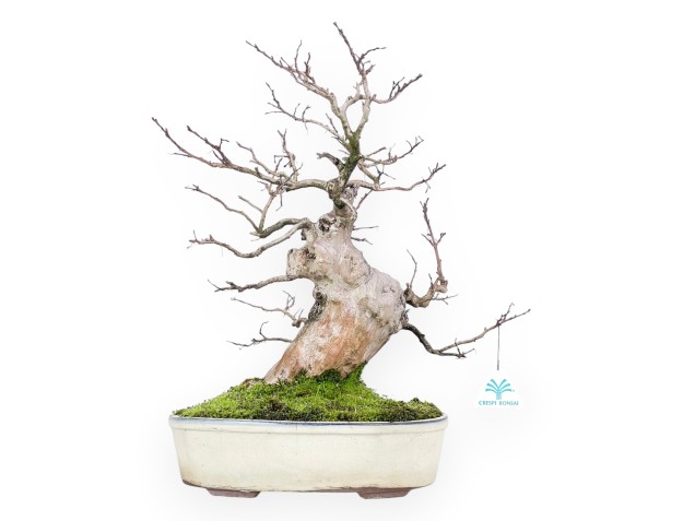 Lagerstroemia (Crape Myrtle) Bonsai - Elegance and Summer Flowering 2