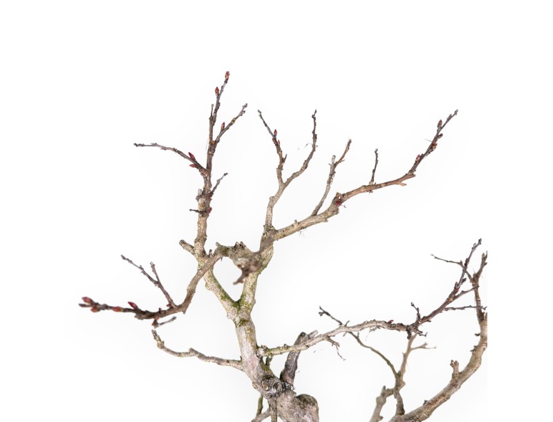 Bonsai di Lagerstroemia (Mirto Crespo) – Eleganza e Fioritura Estiva