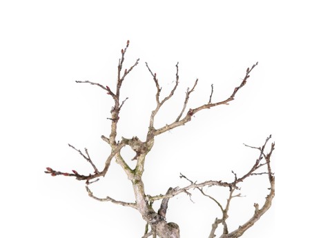 Bonsai di Lagerstroemia (Mirto Crespo) – Eleganza e Fioritura Estiva