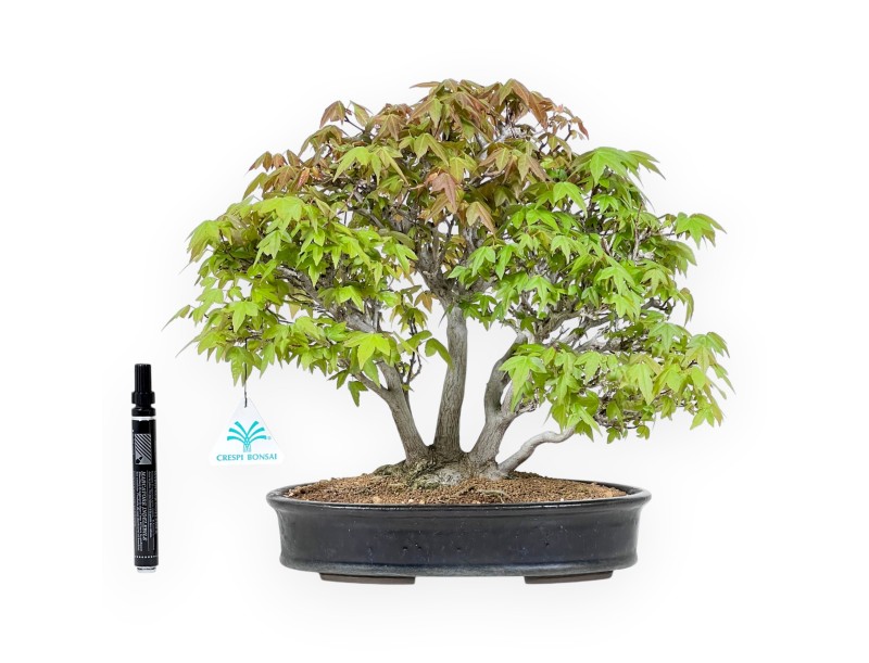 Bonsái de arce de 32 cm | Maceta ovalada azul