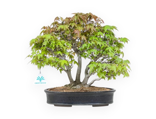 Bonsái de arce de 32 cm | Maceta ovalada azul