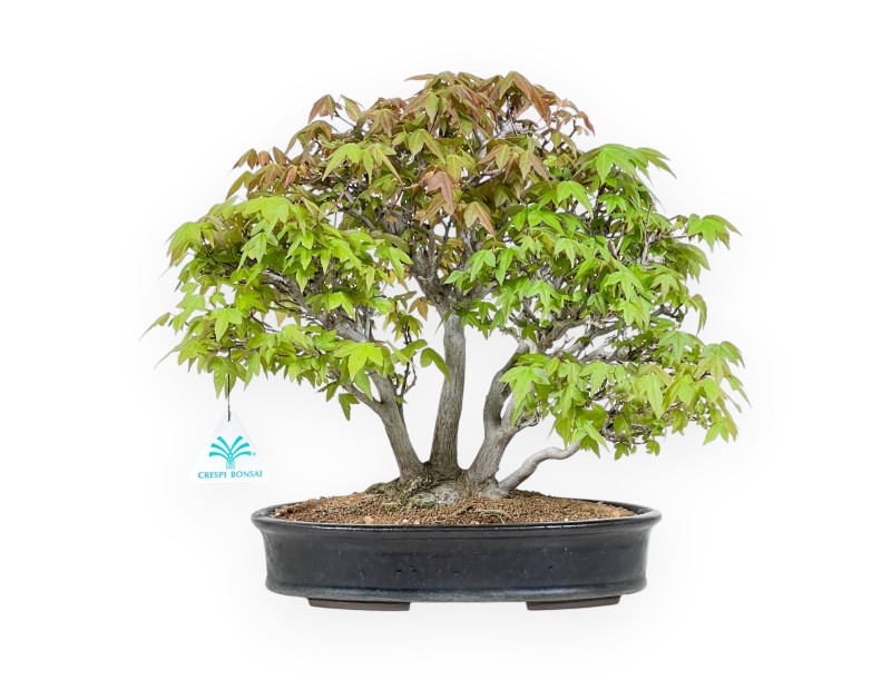32 cm Ahorn Bonsaibaum | Blauer ovaler Topf