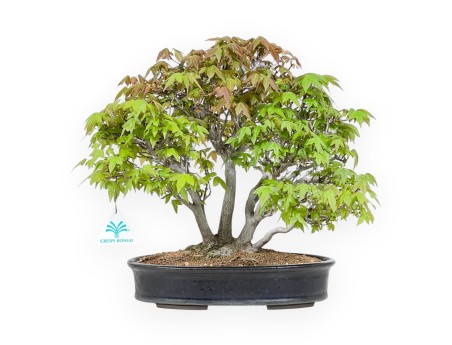 Bonsaï érable 32 cm | Pot ovale bleu