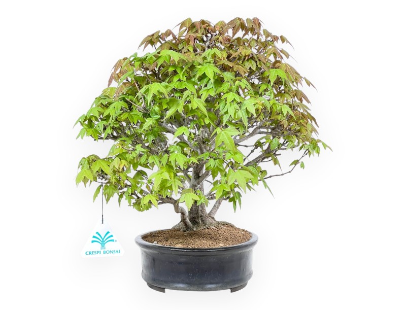 32 cm maple bonsai tree | Blue oval pot
