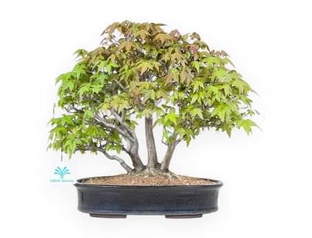 32 cm Ahorn Bonsaibaum | Blauer ovaler Topf