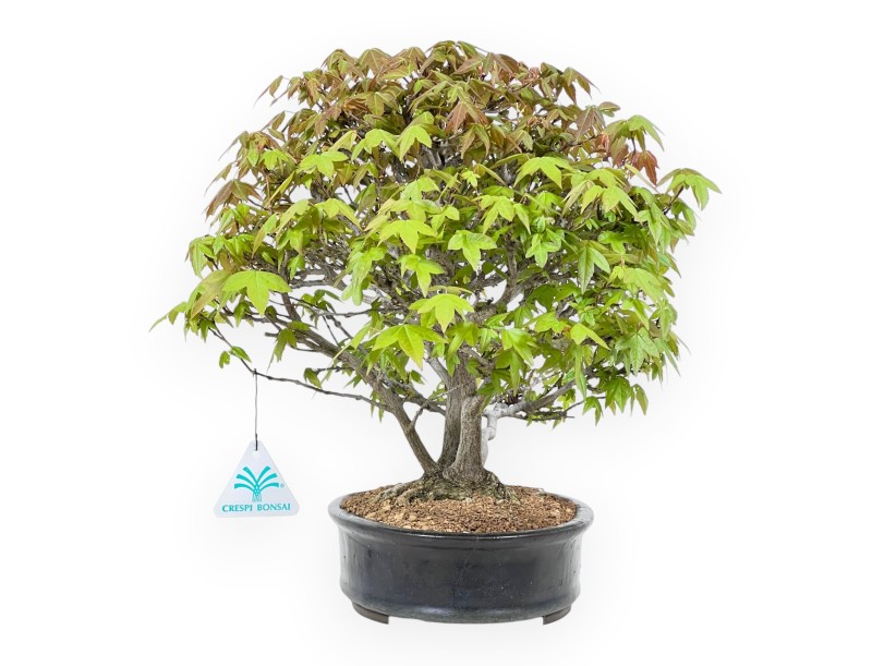 32 cm maple bonsai tree | Blue oval pot