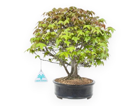 32 cm esdoorn bonsaiboom | Blauwe ovale pot