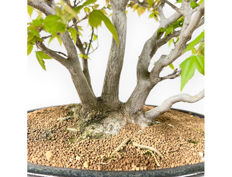 Bonsái de arce de 32 cm | Maceta ovalada azul