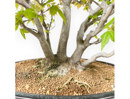 Bonsaï érable 32 cm | Pot ovale bleu