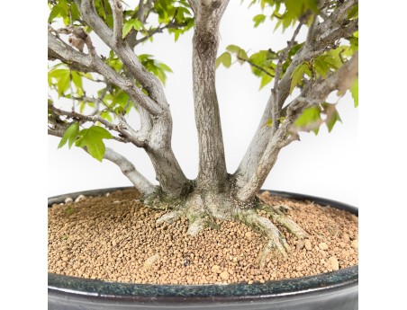 Bonsaï érable 32 cm | Pot ovale bleu