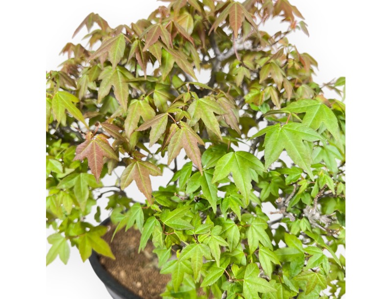 Bonsaï érable 32 cm | Pot ovale bleu