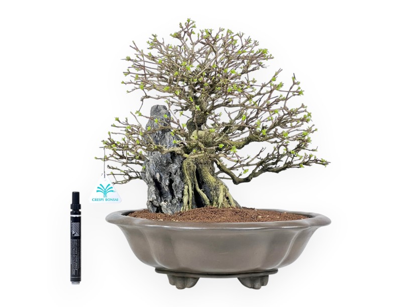 Bonsaï Premna japonica sur roche - Vase nuage