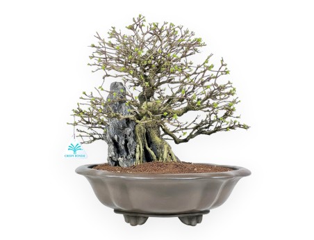 Bonsaï Premna japonica sur roche - Vase nuage