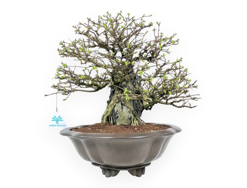 Bonsaï Premna japonica sur roche - Vase nuage