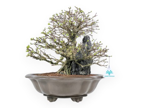 Bonsaï Premna japonica sur roche - Vase nuage
