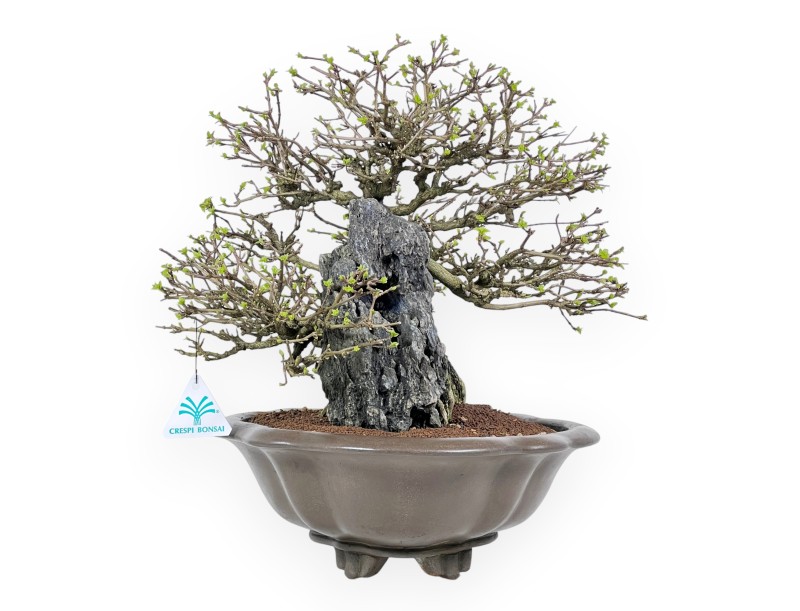 Bonsaï Premna japonica sur roche - Vase nuage