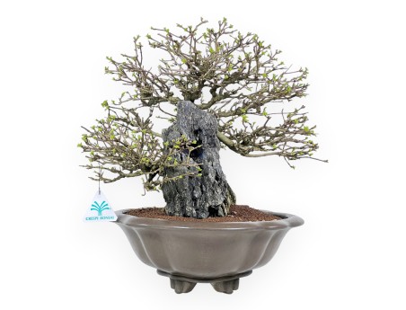 Bonsaï Premna japonica sur roche - Vase nuage