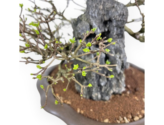 Bonsai Premna japonica su Roccia – Vaso a Nuvola 2
