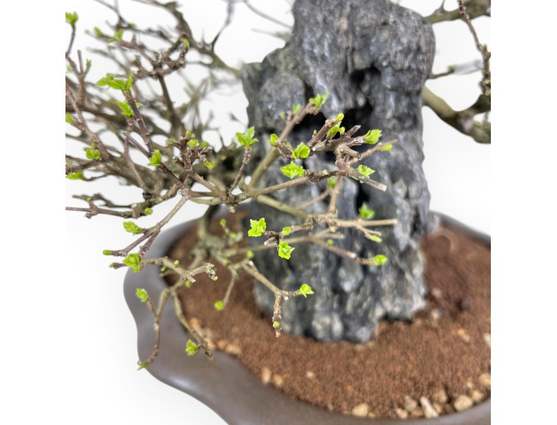 Bonsaï Premna japonica sur roche - Vase nuage