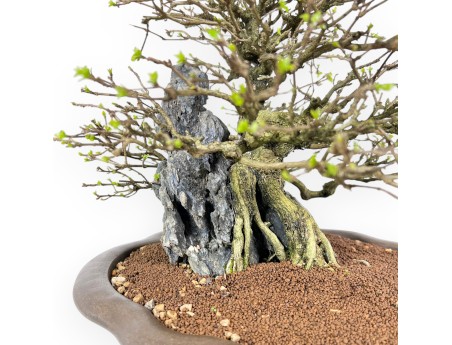 Bonsaï Premna japonica sur roche - Vase nuage