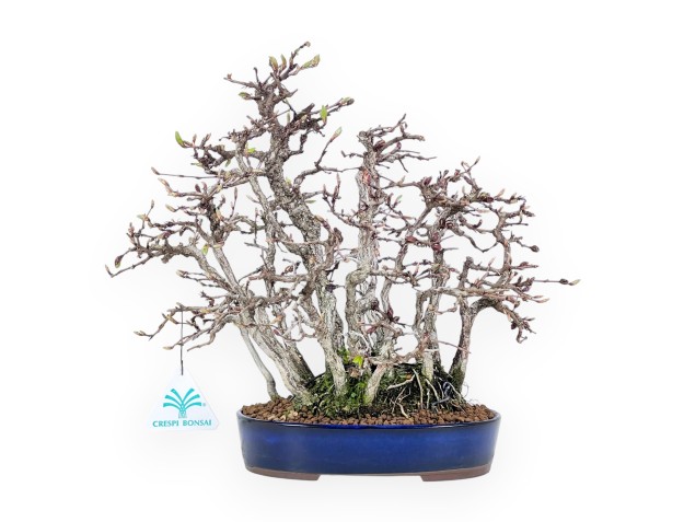 27 cm Hainbuche Bonsai | ovaler Steinguttopf