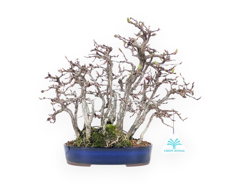 27 cm Hainbuche Bonsai | ovaler Steinguttopf