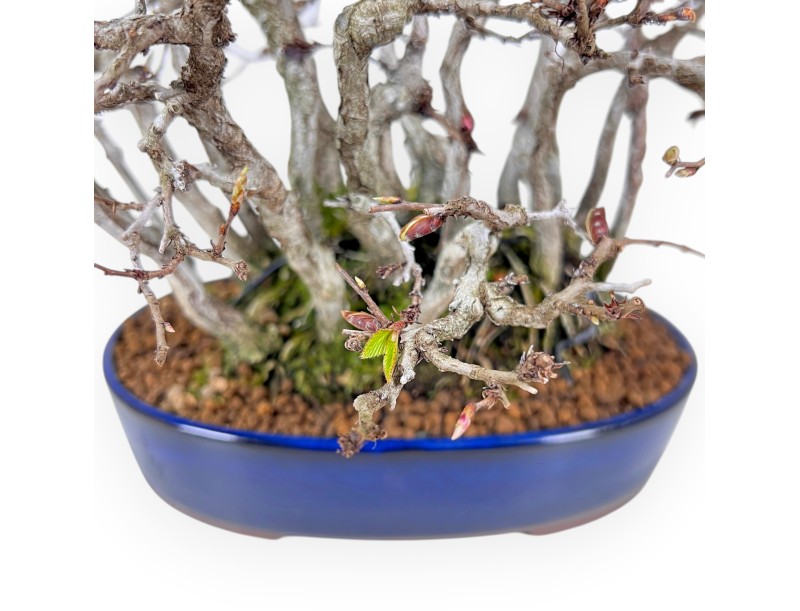 27 cm haagbeuk bonsai | ovale aardewerk pot