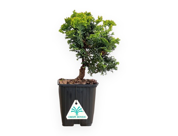 Chamaecyparis Obtusa Nana Gracilis - Cipresso - 26 cm