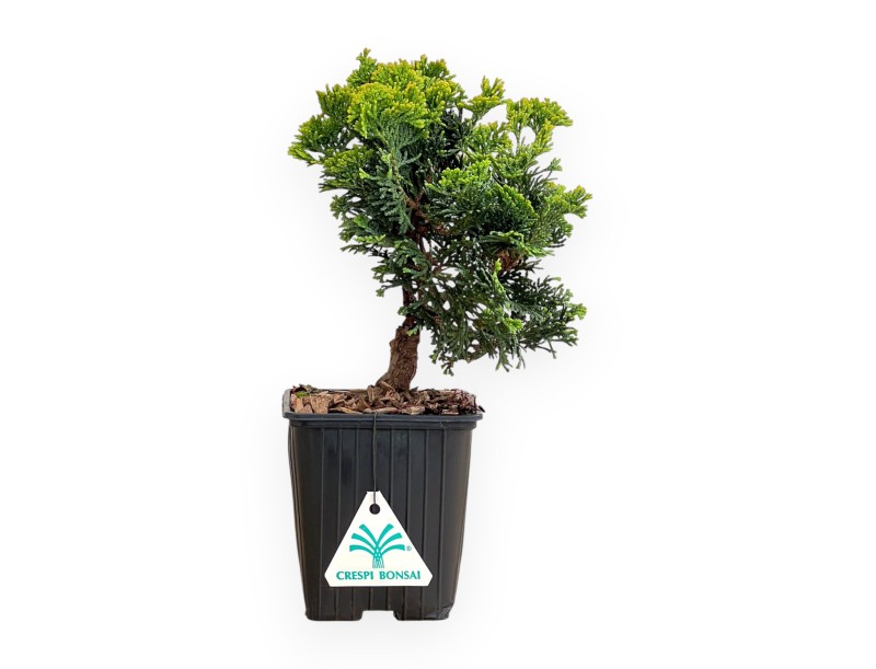 Chamaecyparis Obtusa Nana Gracilis - Cipresso - 26 cm
