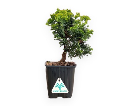 Chamaecyparis Obtusa Nana Gracilis - Cypress - 26 cm
