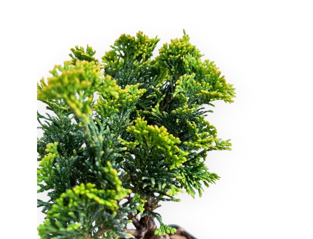 Chamaecyparis Obtusa Nana Gracilis - Cypress - 26 cm 2