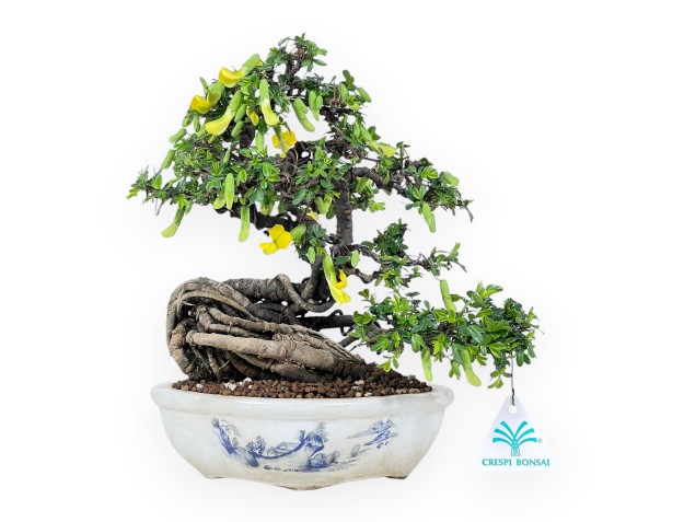 Caragana bonsai de 26 cm | Maceta nube crema decorado