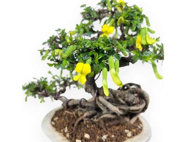 Caragana Bonsai von 26 cm | Wolken verzierter creme Topf 2