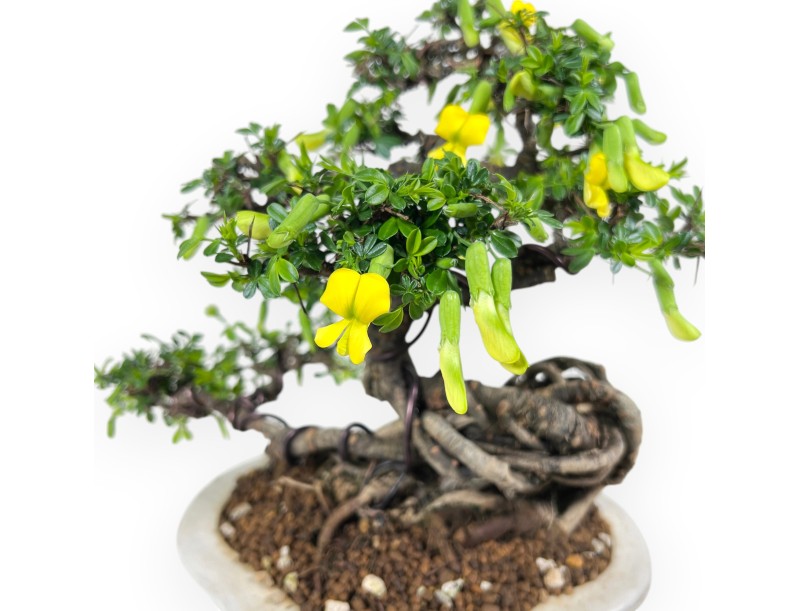 Caragana bonsai de 26 cm | Maceta nube crema decorado
