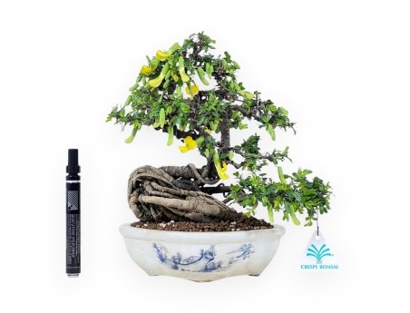 Caragana Bonsai von 26 cm | Wolken verzierter creme Topf