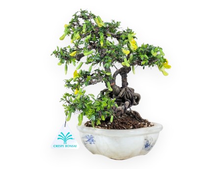 Caragana bonsai de 26 cm | Maceta nube crema decorado