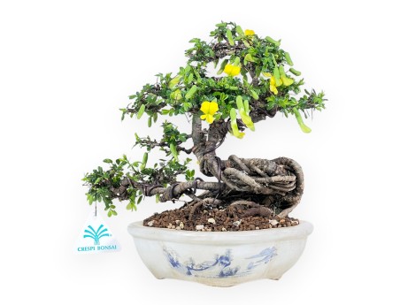Caragana bonsai de 26 cm | Maceta nube crema decorado