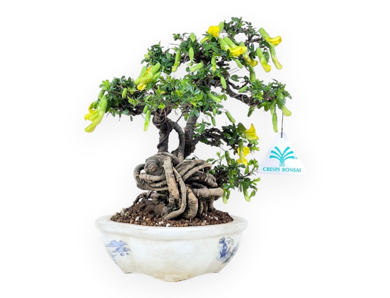 Caragana bonsai de 26 cm | Maceta nube crema decorado
