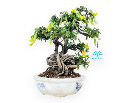 Caragana bonsai de 26 cm | Maceta nube crema decorado