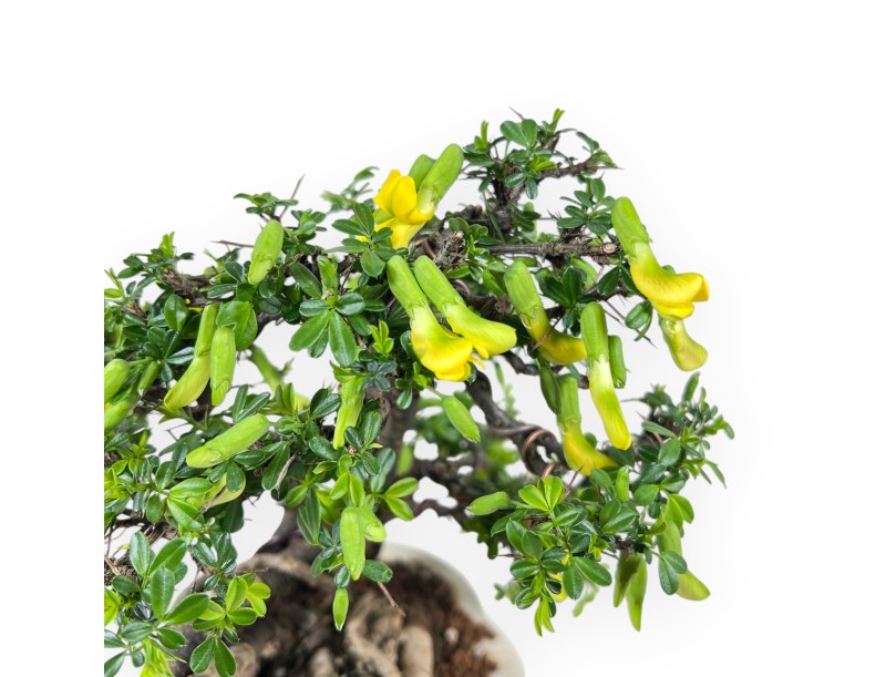 Caragana bonsai de 26 cm | Maceta nube crema decorado