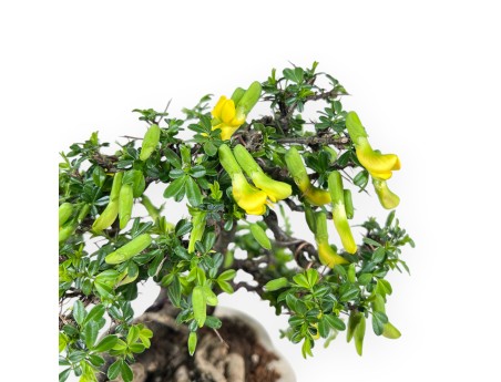 Caragana bonsai de 26 cm | Maceta nube crema decorado