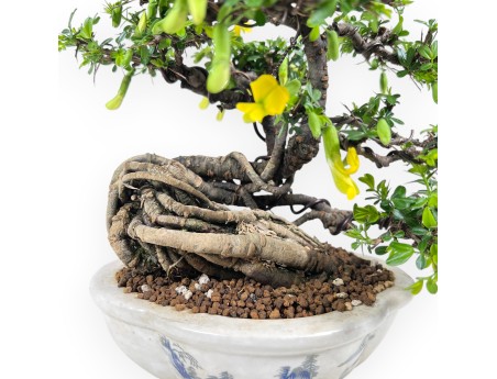 Caragana Bonsai von 26 cm | Wolken verzierter creme Topf