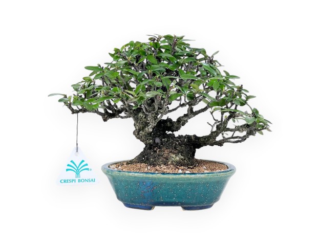 Bonsai di Pyracantha da 19 cm | Vaso ovale verde-blu