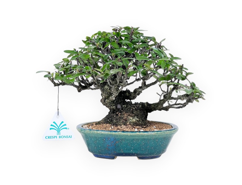 Pyracantha Bonsai von 19 cm | Grün-blau oval Topf