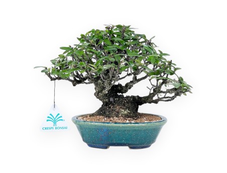 Pyracantha Bonsai von 19 cm | Grün-blau oval Topf