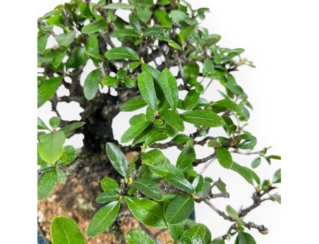 Pyracantha Bonsai von 19 cm | Grün-blau oval Topf