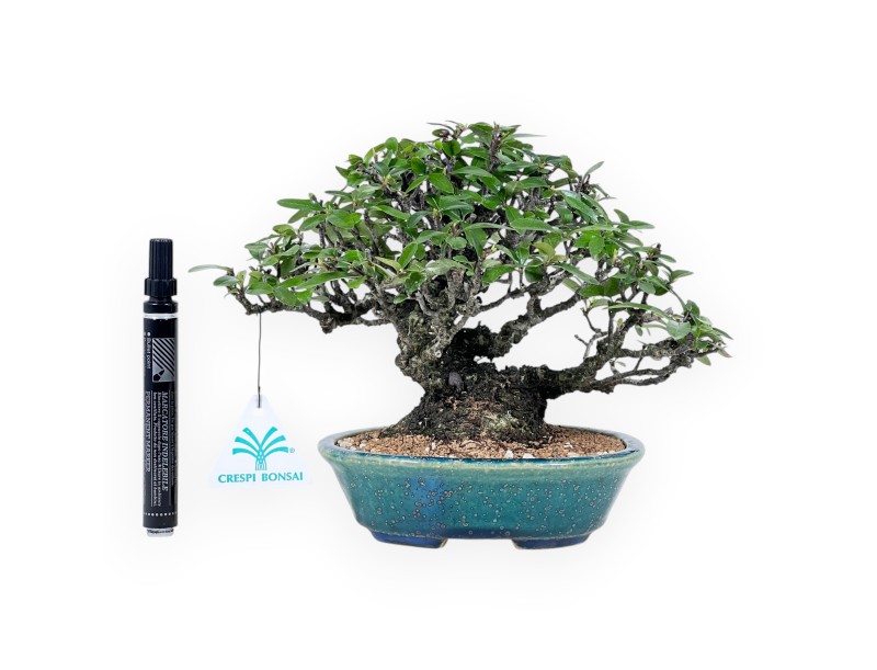 Pyracantha Bonsai von 19 cm | Grün-blau oval Topf